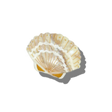 Load image into Gallery viewer, Seashell Claw Clip | Sand