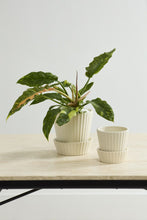 Load image into Gallery viewer, Quincy Pot w/Saucer | 2 Sizes