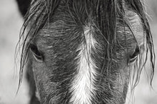 Load image into Gallery viewer, Wild Horses of Cumberland