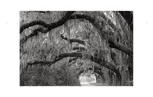 Load image into Gallery viewer, Wild Horses of Cumberland