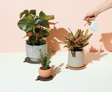 Load image into Gallery viewer, Plant Trivet Set