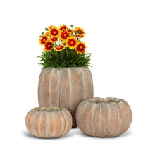 Load image into Gallery viewer, Cement Pumpkin Planter | 3 Sizes
