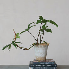 Load image into Gallery viewer, Terracotta Planter w/ Ruffled Edge
