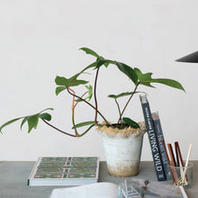 Load image into Gallery viewer, Terracotta Planter w/ Ruffled Edge
