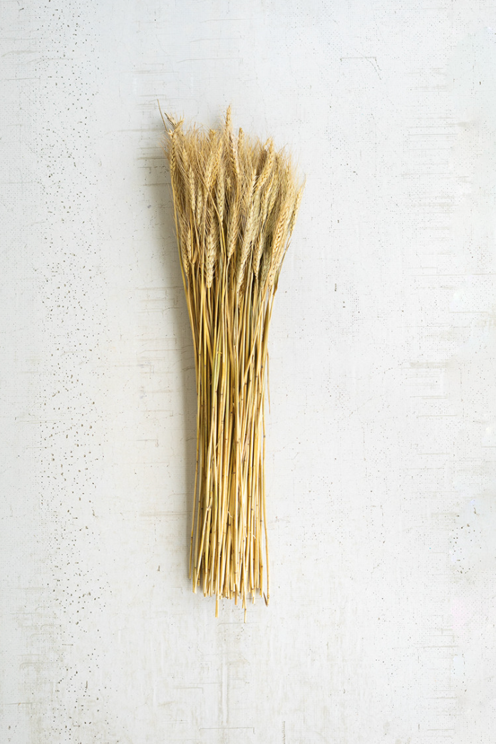 Bundle of Natural Wheat Stems